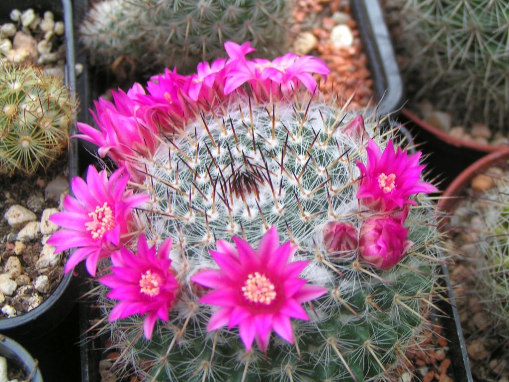 Mammillaria orcutii